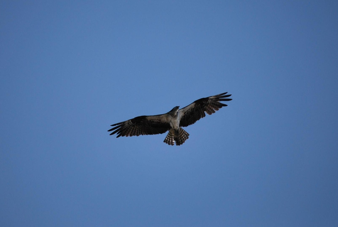 An osprey flying above silhouetted by a deep blue sky