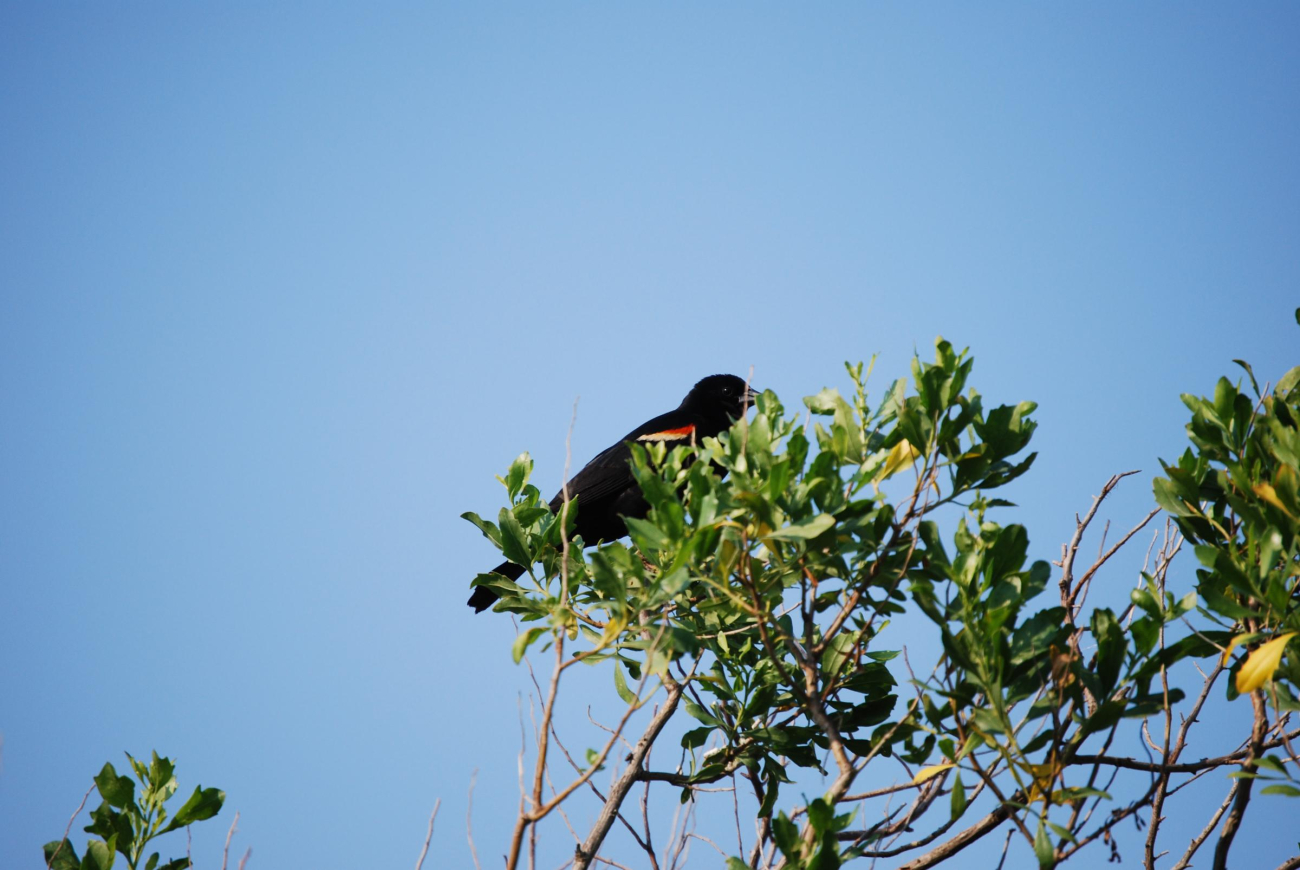 A redwinged blackbird seen at Parkers Creek