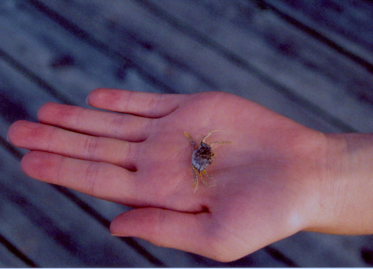 A baby blue crab