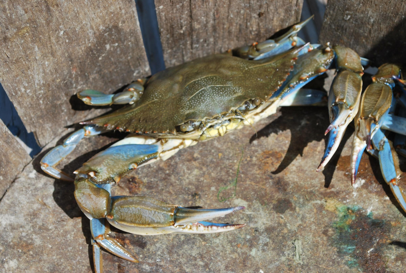 A male blue crab looking sort of crabby