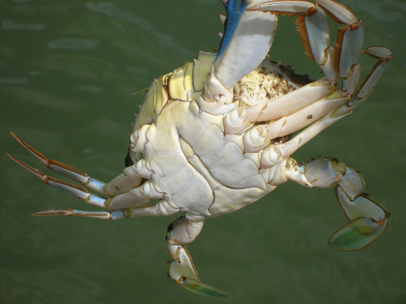 Male blue crab