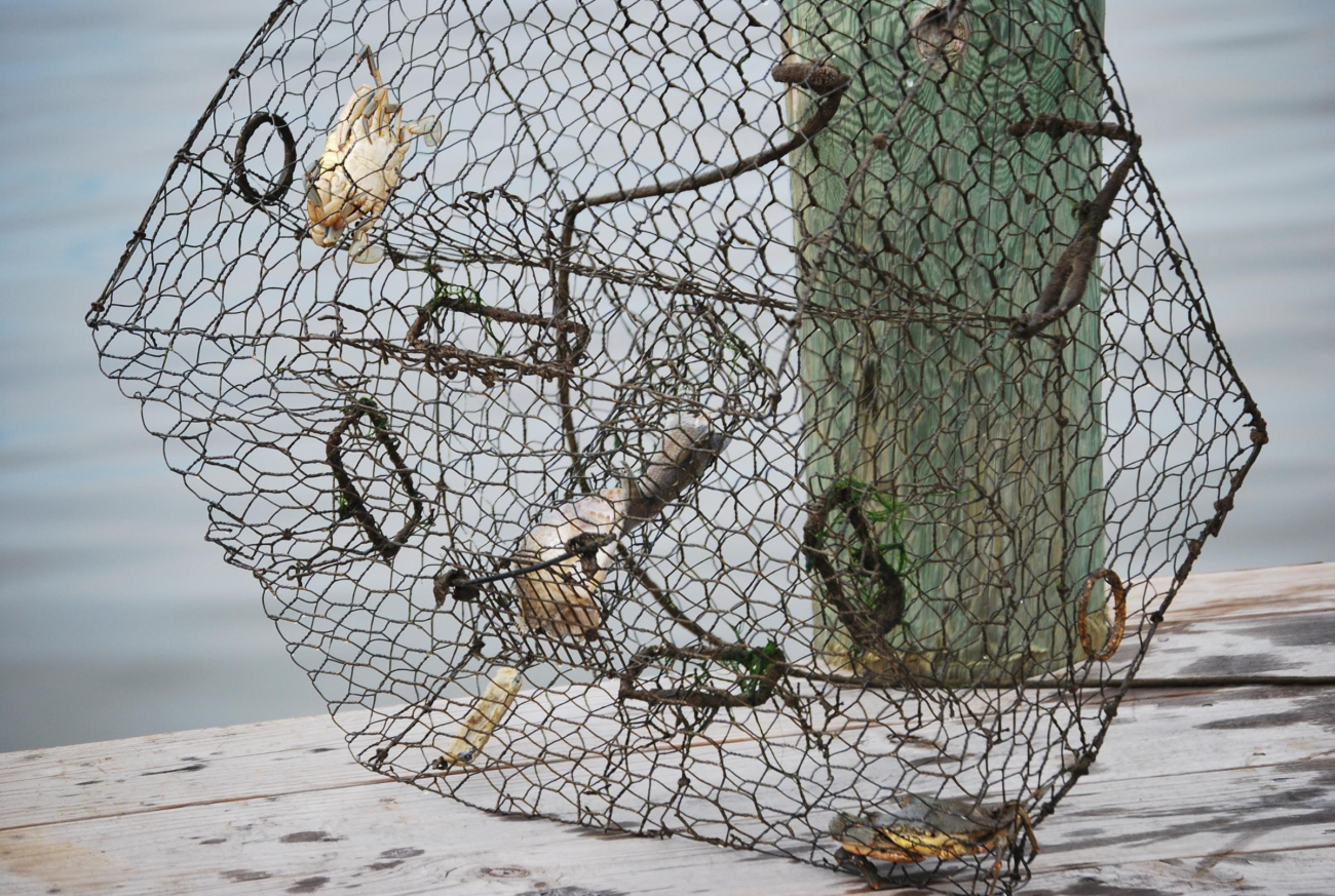 Crab pot with terrapin excluders installed