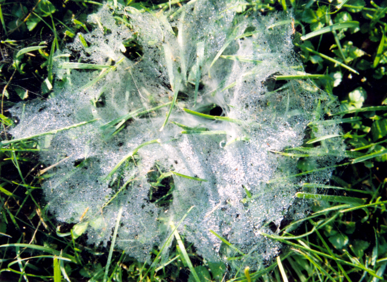 Morning dew on a large basket web