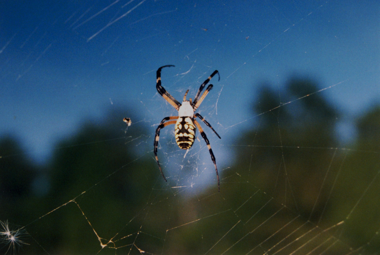 A large yellow and black spider with its web over a creek