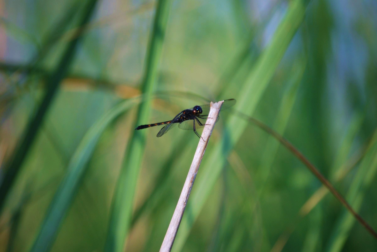 A damselfly at Parkers Creek