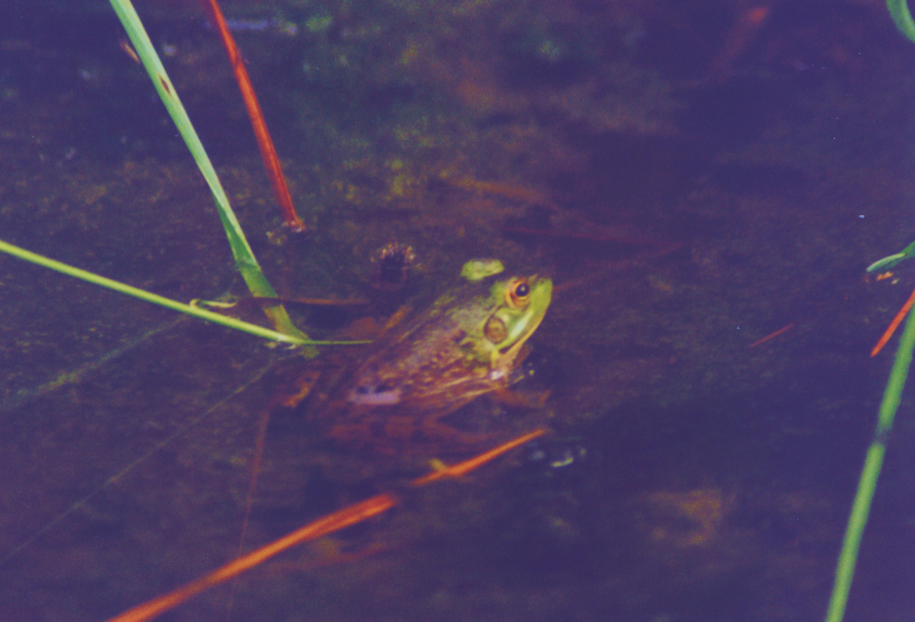 Frog peaking out of the marsh