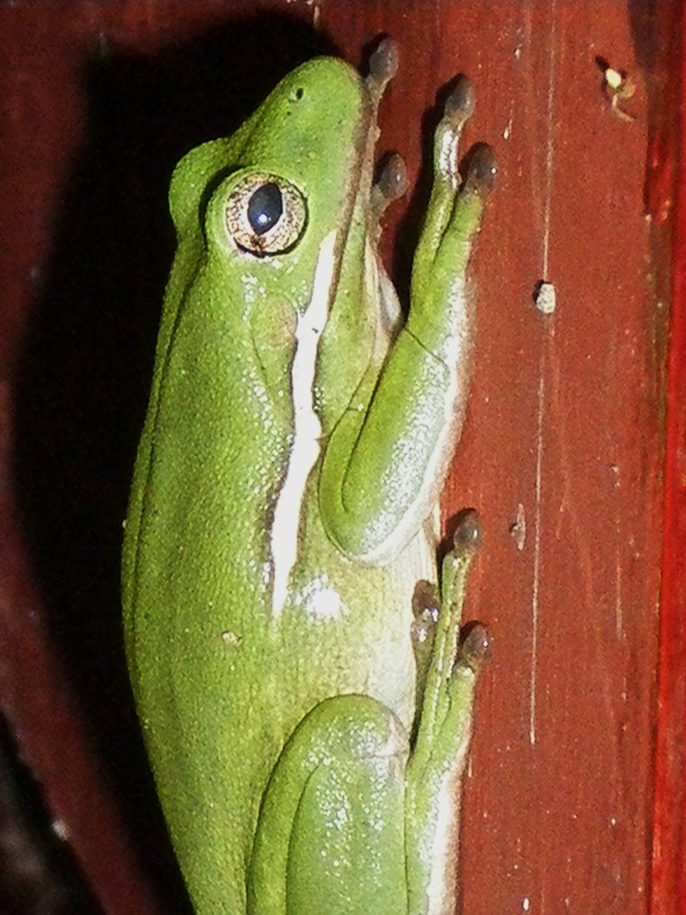 A tree frog on a shed door
