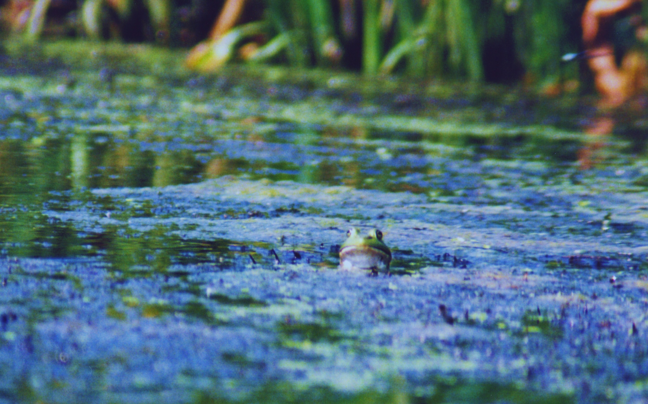Frog in a Patuxent River marsh observing photographer