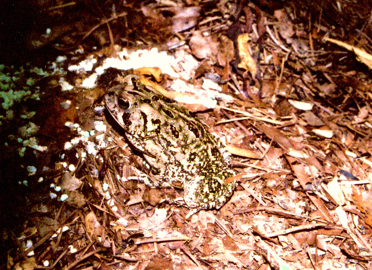 A large toad at night