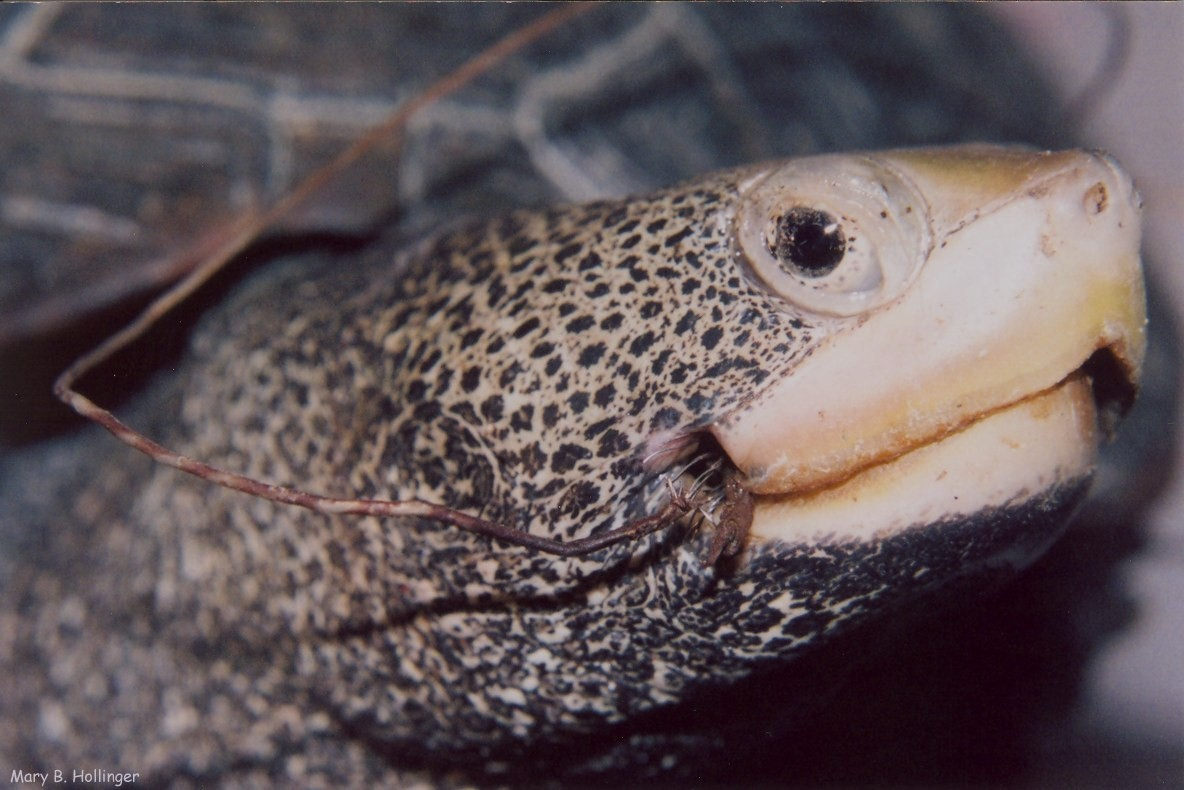 Terrapin with fish hook lodged in mouth