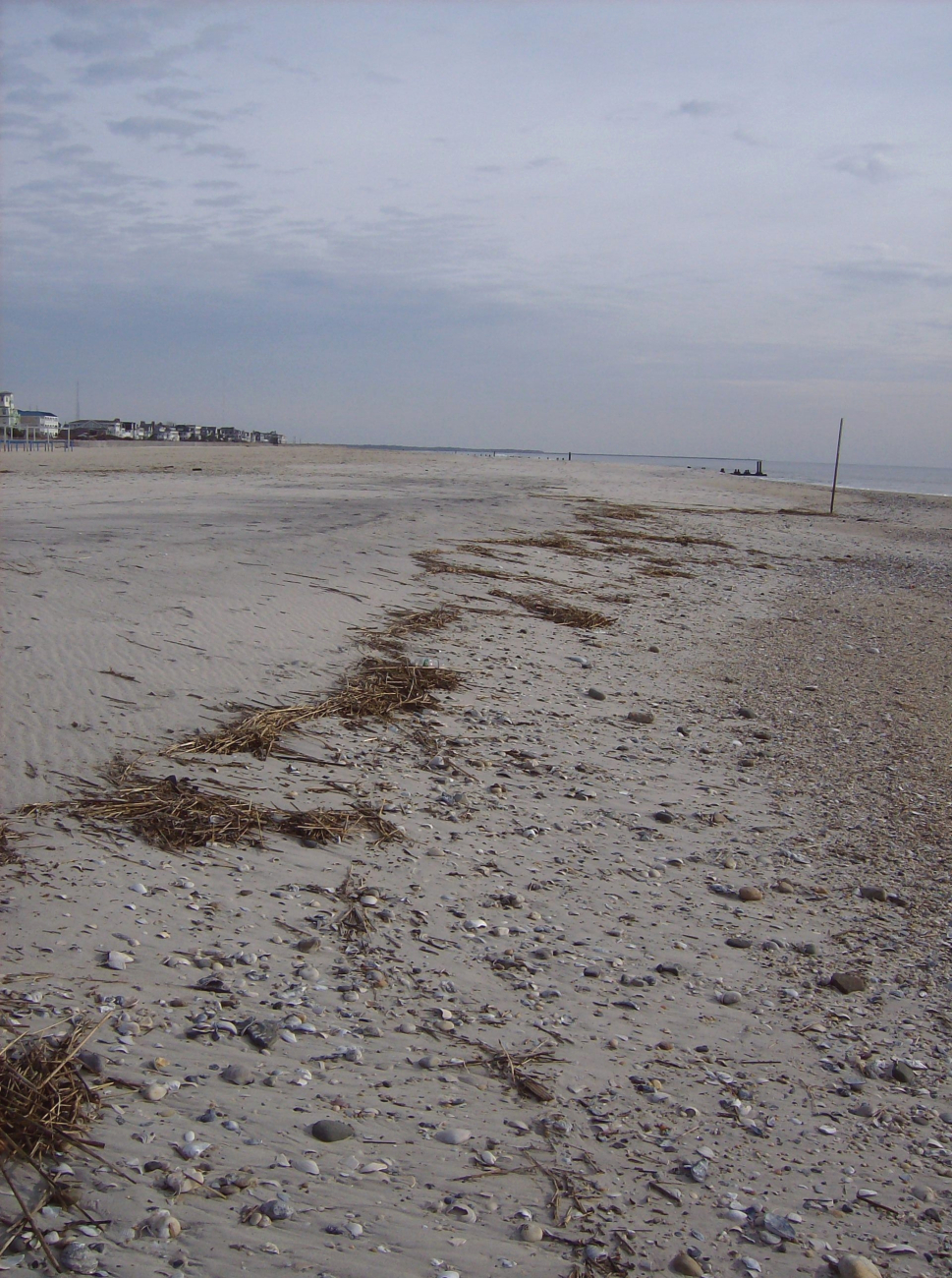 Tide line with shells, rocks, and vegetative debris marking the extent of hightide