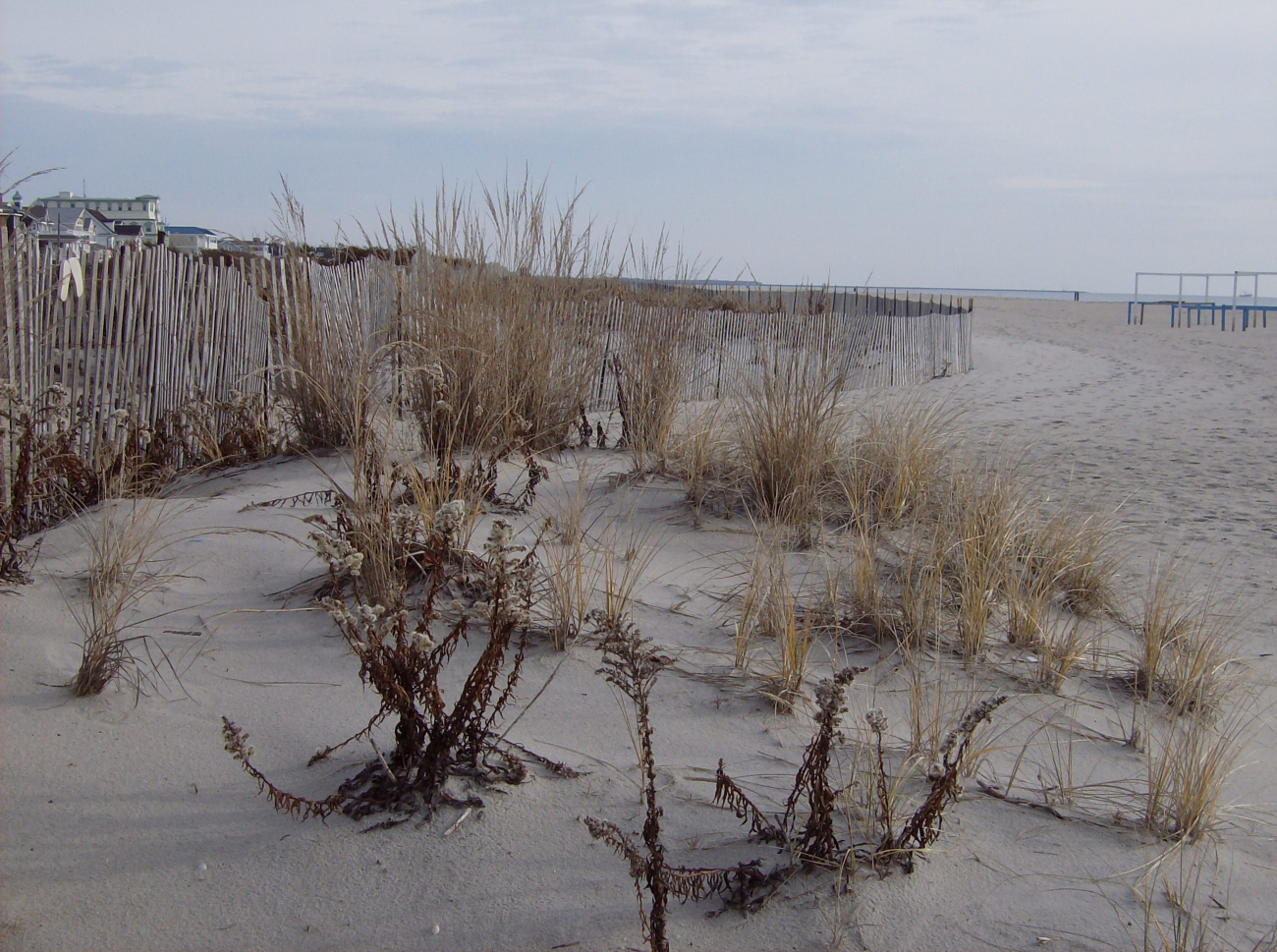 Dunes at Cape May