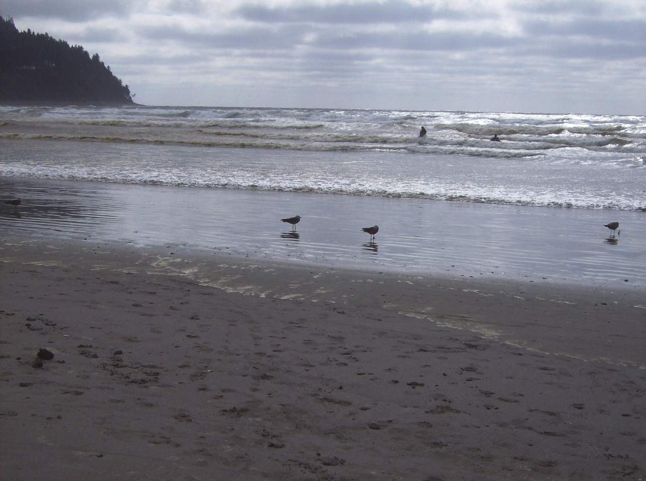 Seagulls, surf, and impervious to cold water humans on a northern Oregon beach