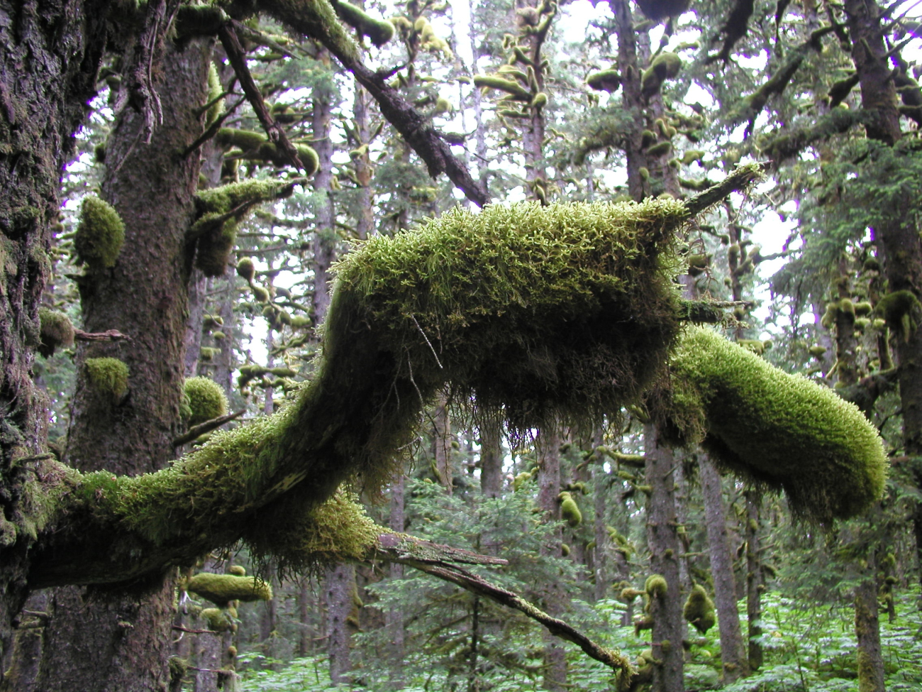 Moss covering tree limbs in the rain forest environment of Spruce Island