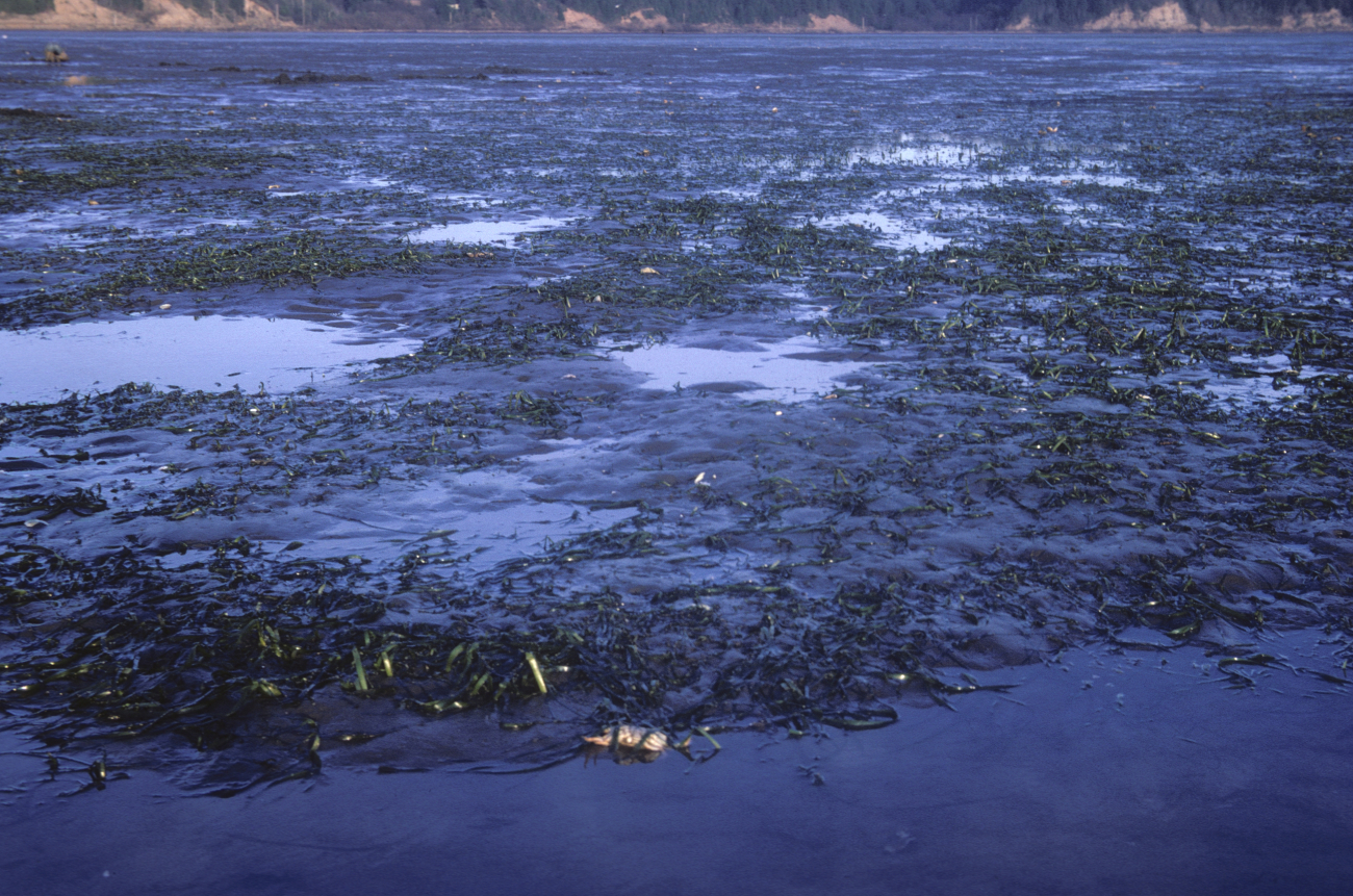 Mud flats, eel grass,and a dead crab at low tide