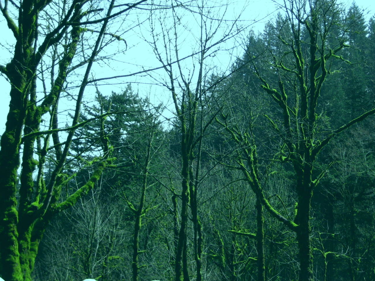 Mossy trees near Multnomah Falls