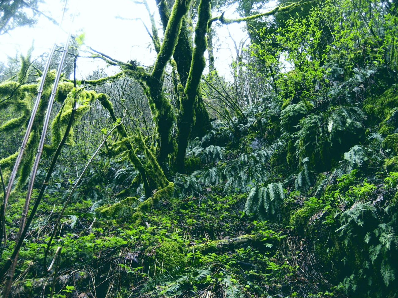 Mossy trees and ferns near Multnomah Falls