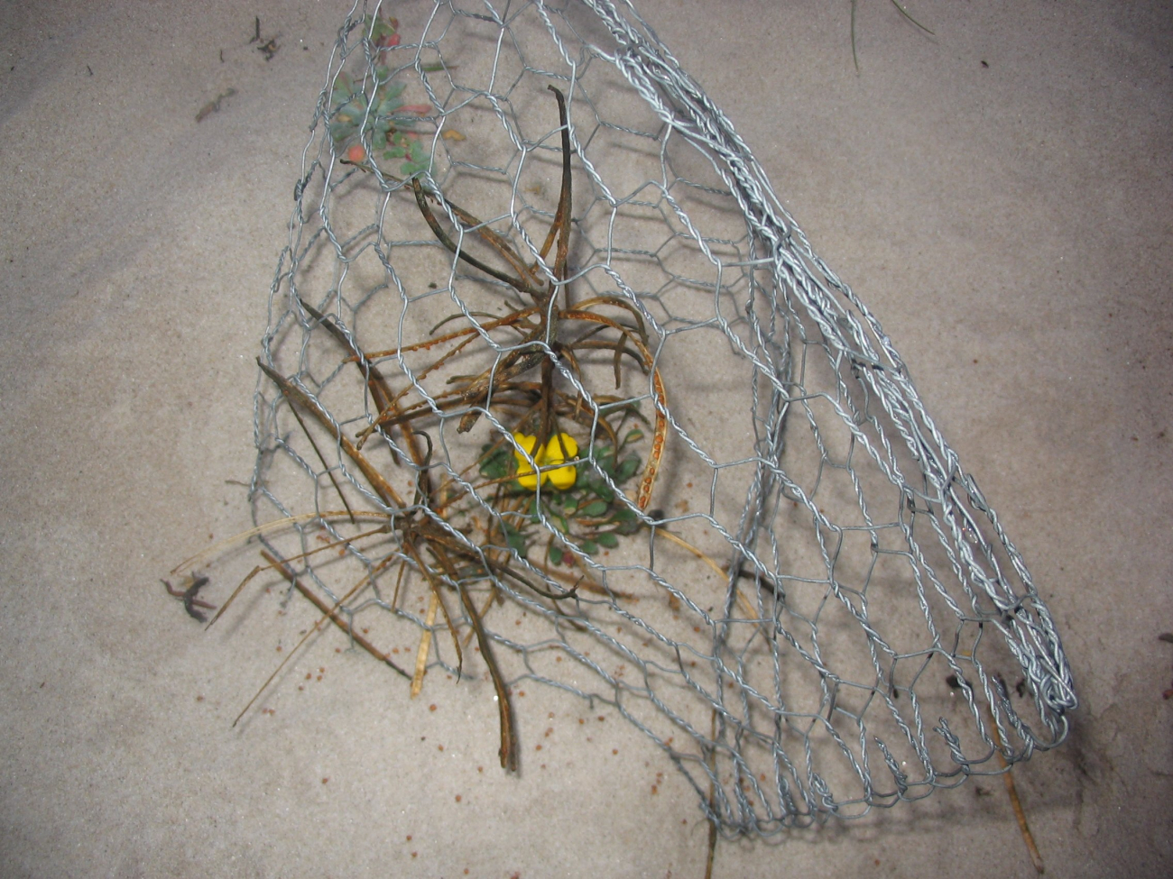 Menzies wallflower protected by wire cage