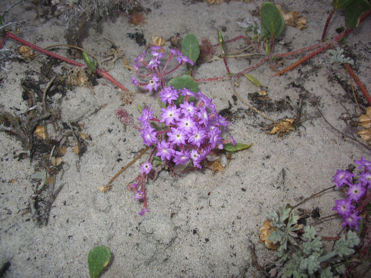 Lavendar sand verbena (Abronia umbellata)