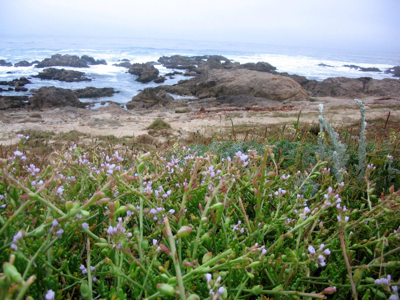 Unidentified lavendar flowers with rocky shore and ocean in the background