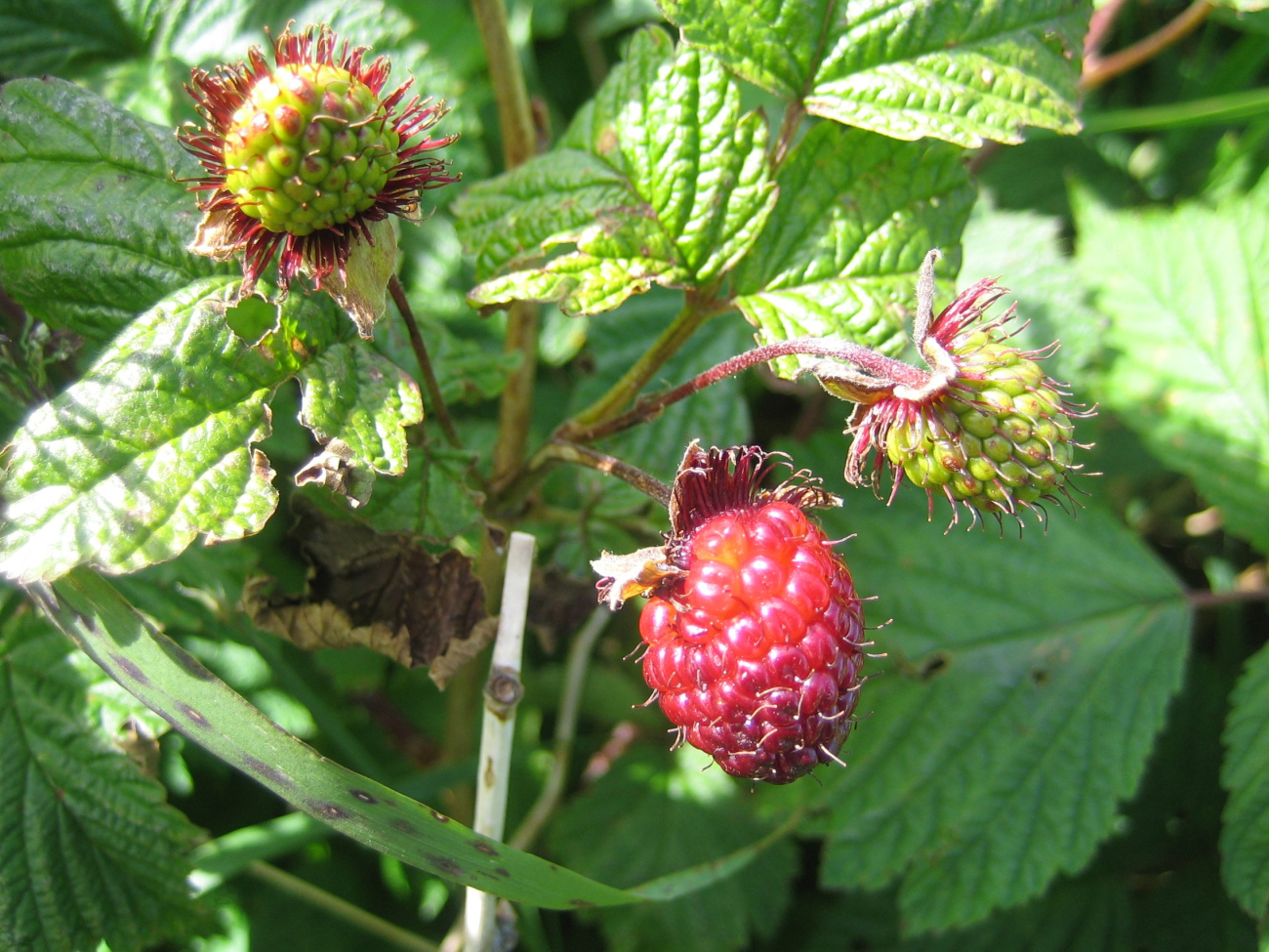 Salmonberry (Rubus spectabilis), an edible berry that is common in southernAlaska