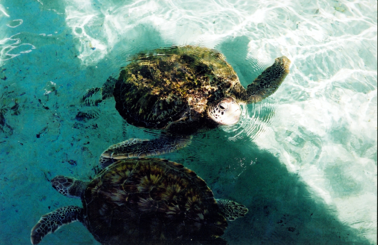 Sea turtles at the Marine Gardens aquariums of Coral World