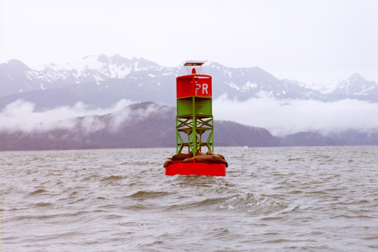 Sea lions find a resting place on a buoy in the labyrinth of Southeast Alaskawaterways