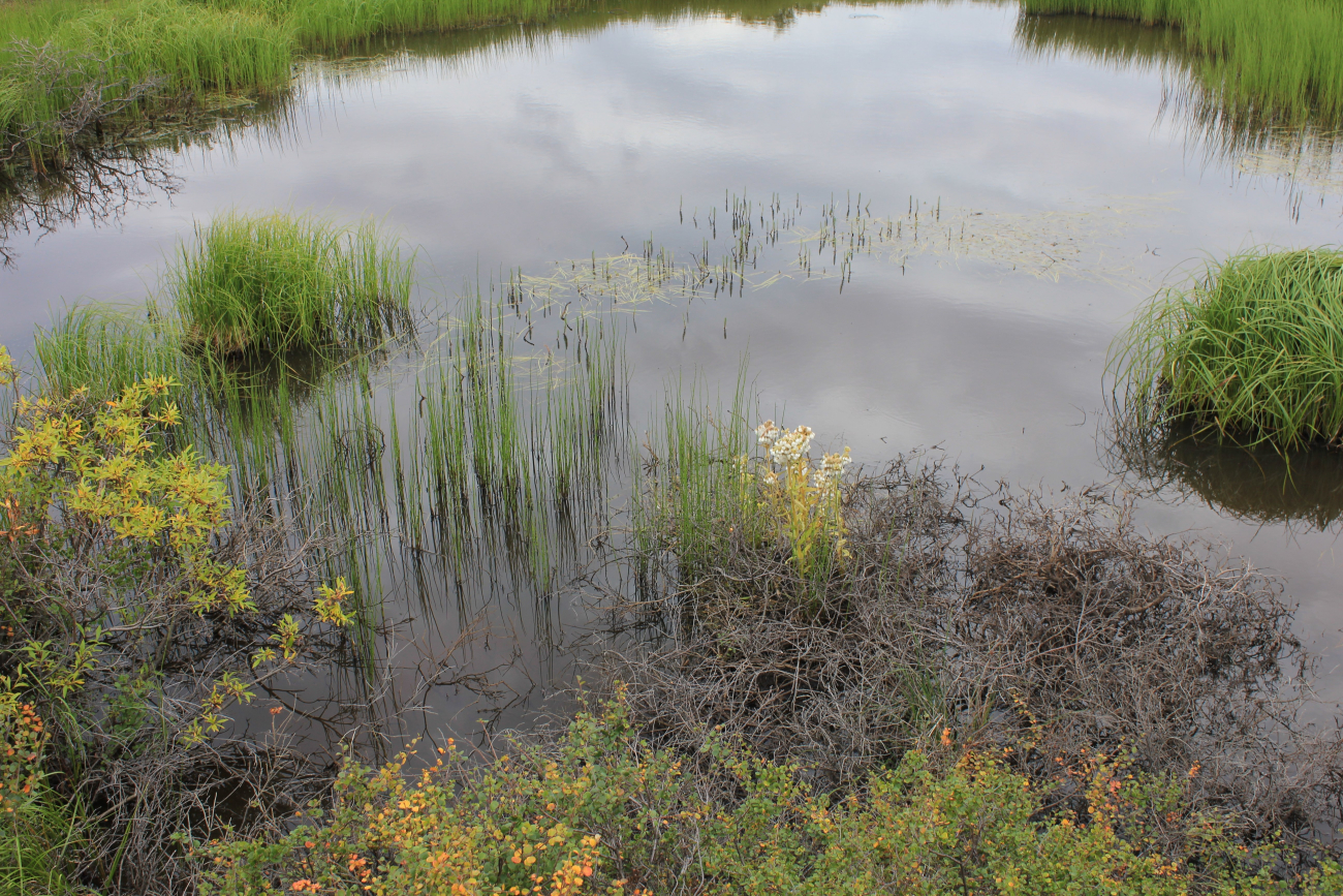 A thermo-karst melt pond adjacent to the road which accelerated the melting ofpermafrost