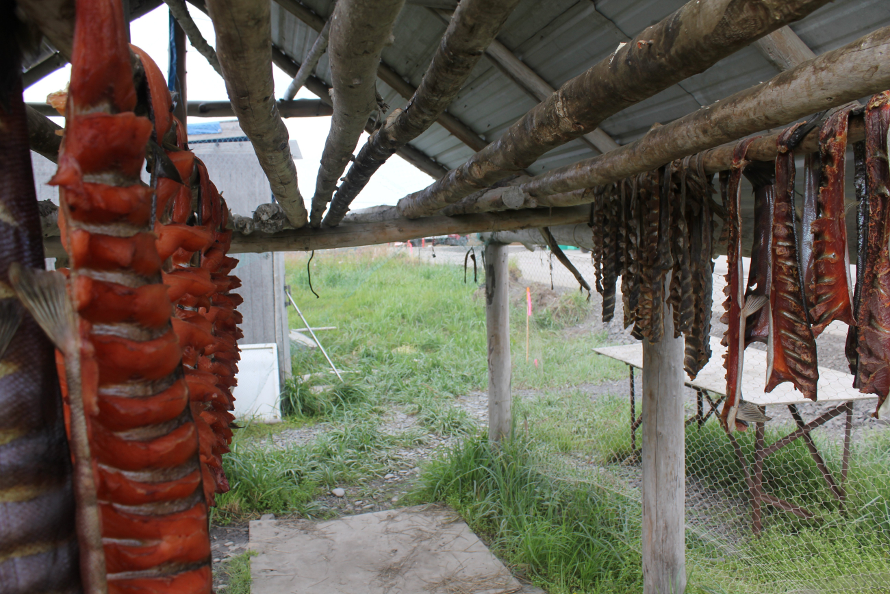 Drying coho salmon on racks
