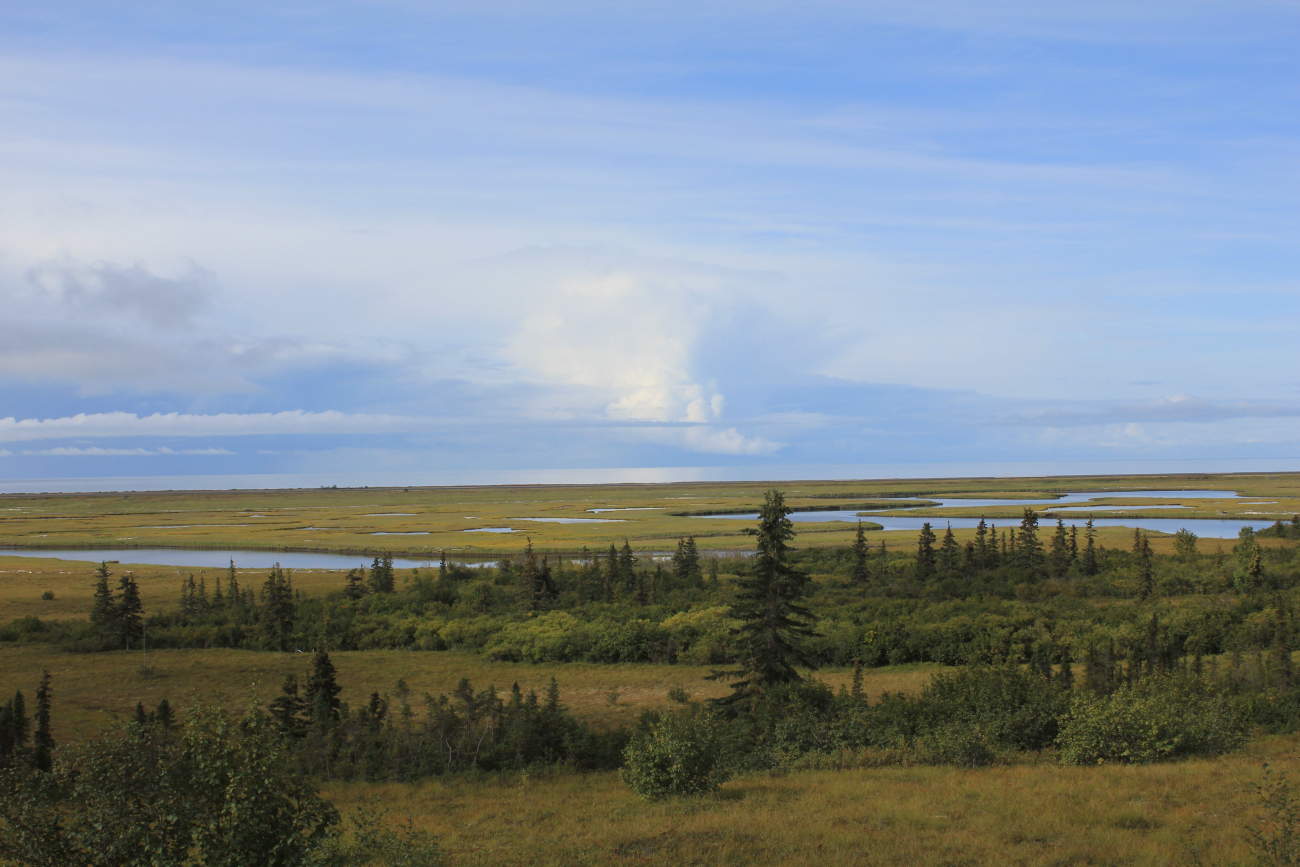 Looking over the Unalakleet River Delta over sparse trees and foliage of theAlaska sub-Arctic