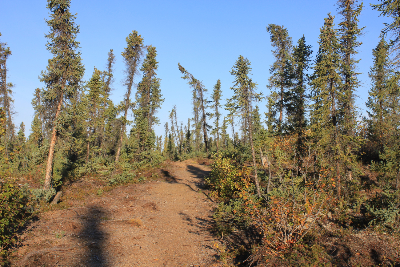 The Drunken Forest, black spruce near the Arctic tree line