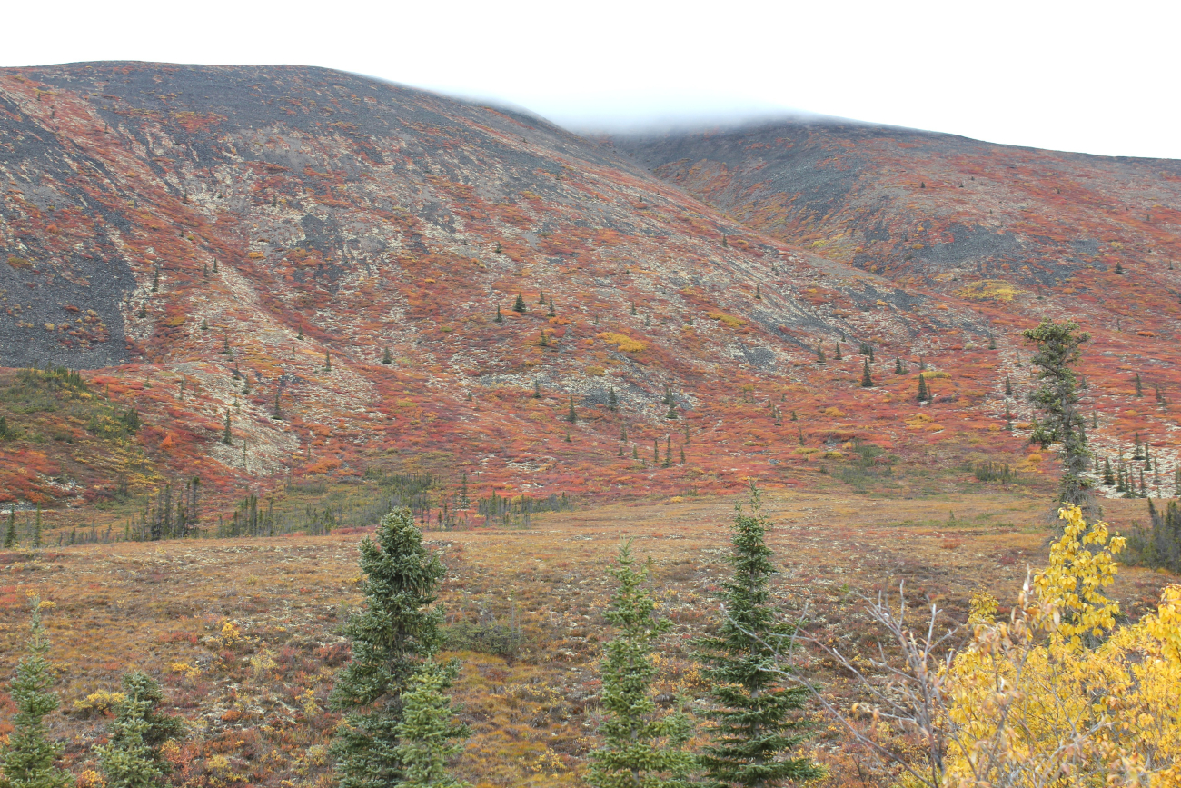 Autumn on the tundra north of Whitehorse in the Ogilvie Mountains