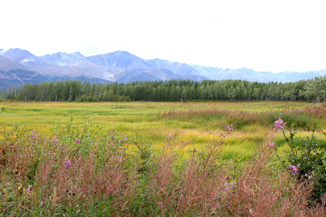 Meadow near Pilgrim Hot Springs with fireweed in foreground