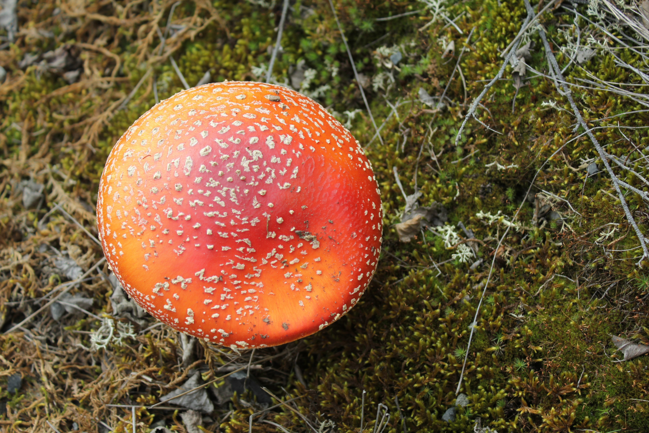 Mushroom (Amanita muscaria) famed for its hallucogenic properties