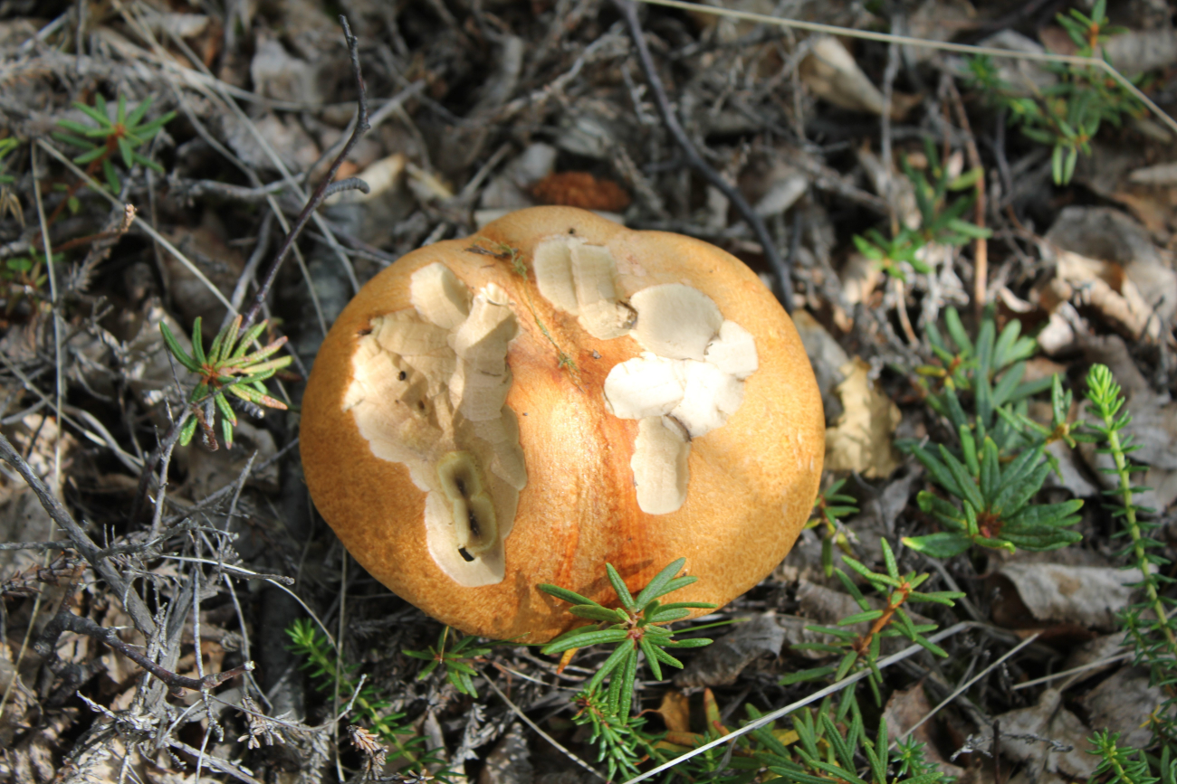 Rhodent nibbled mushroom