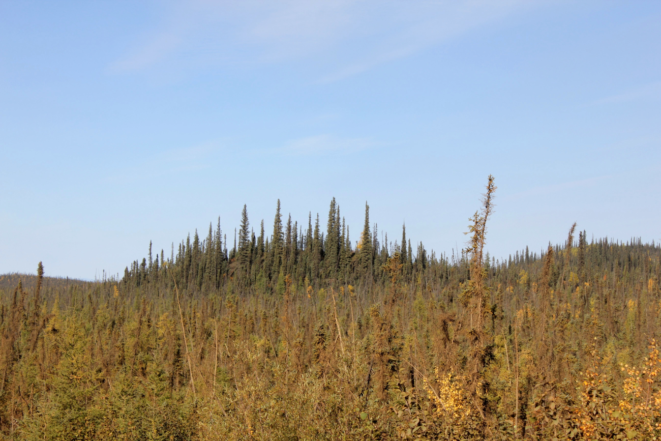 Small scraggly black spruce in foreground with shallow active soil layer whilelarger trees are located on deeper active layer with more nutrients
