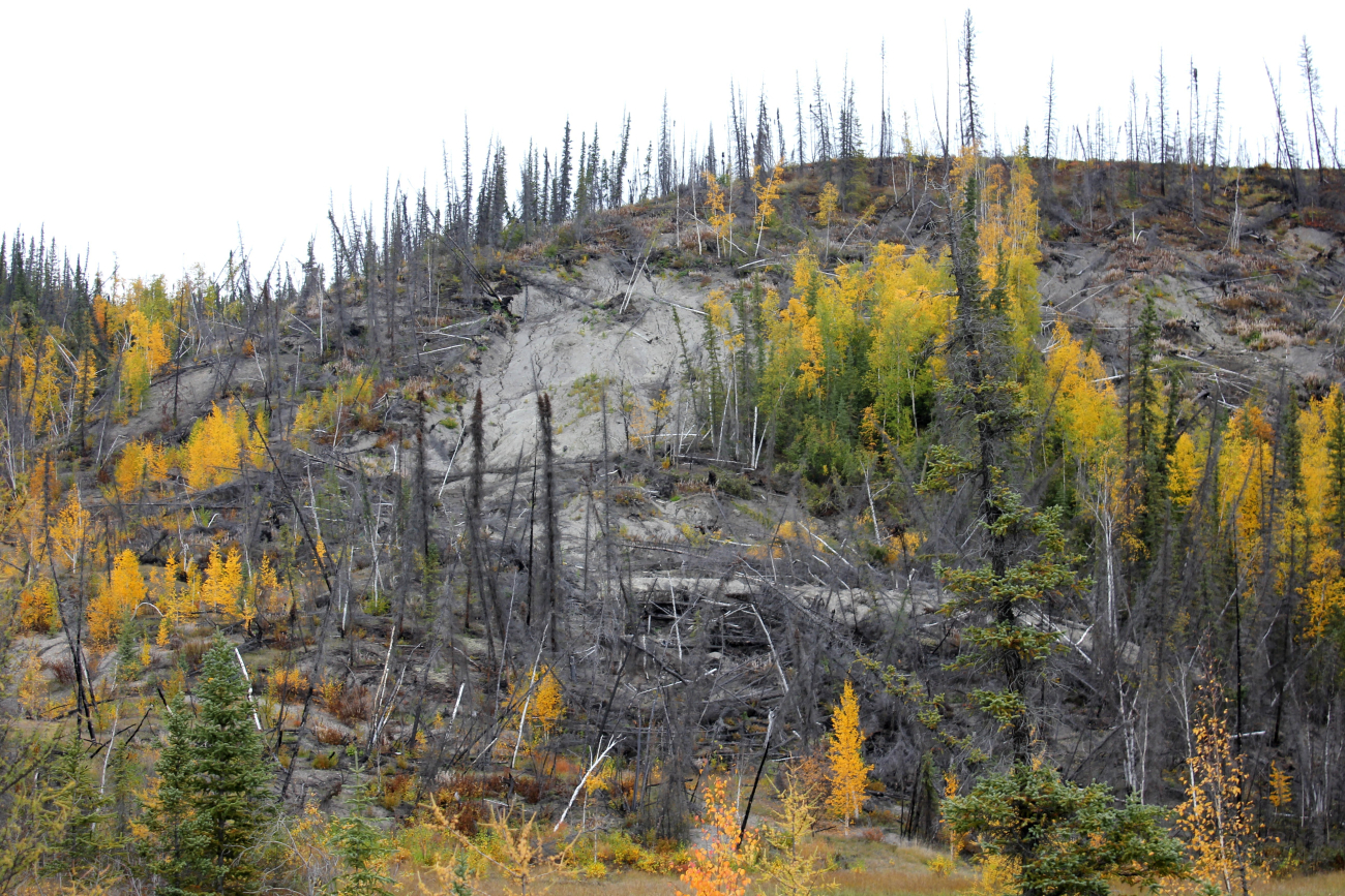 Combination of forest fire and melting permafrost causing radical changes tolocal ecology