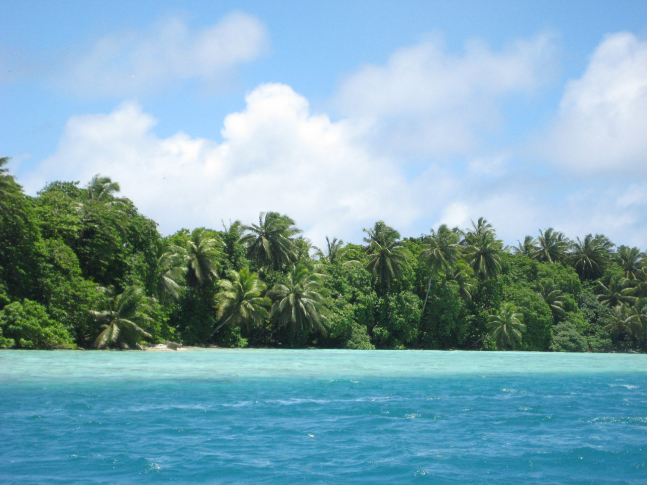Vegetation including the ubiquitous palm trees of the tropical Pacific coverPalmyra Island and its associated offshore islets