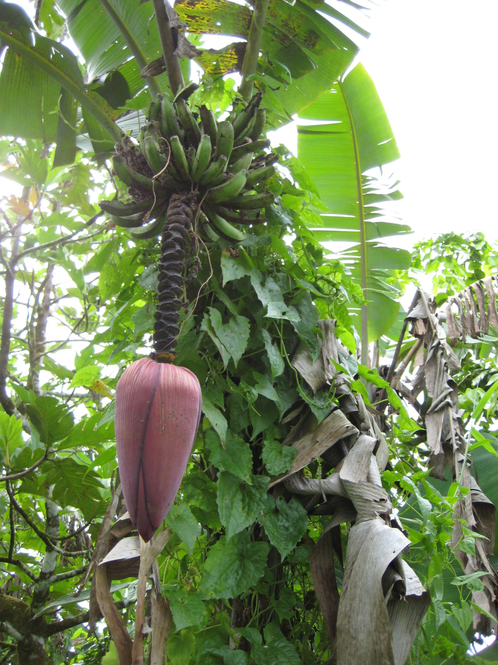 Banana tree with paradisiaca flower