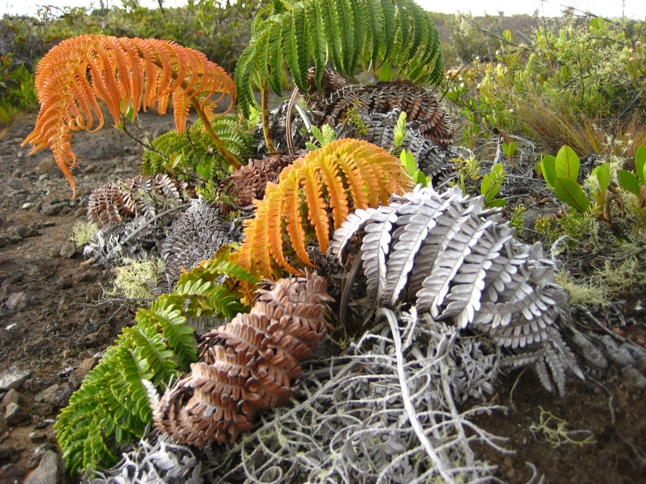 The amaumau fern (Sadleria cyathoides) which commonly grows in moist forestsand colonizes lava flows