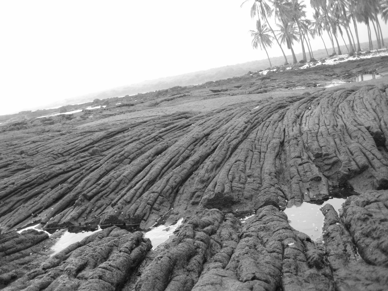 Frozen ropes of pahoehoe lava