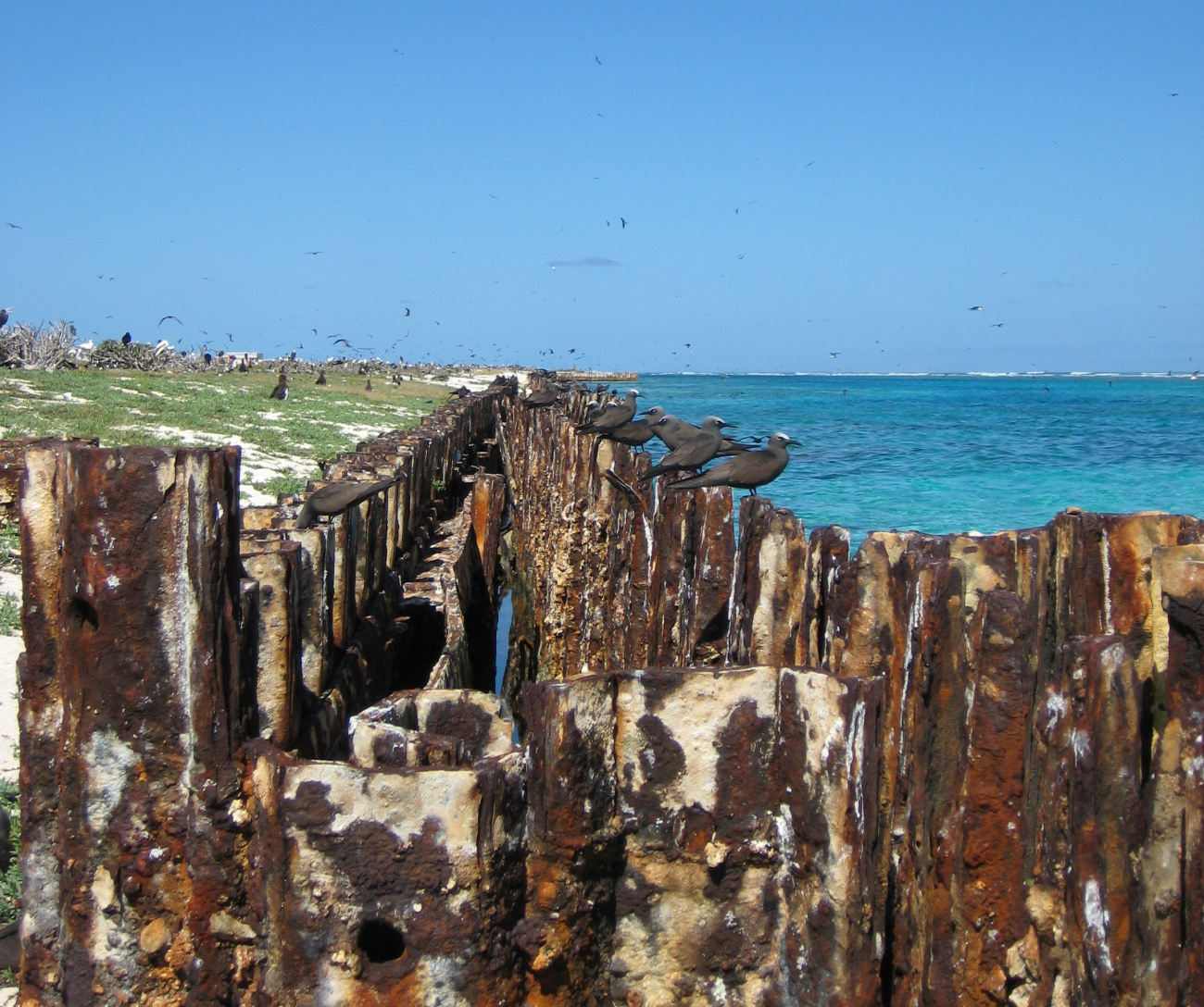 Part of the steel bulkhead put in place by Navy Seabees when they builtTern Island around French Frigate Shoals during World War II
