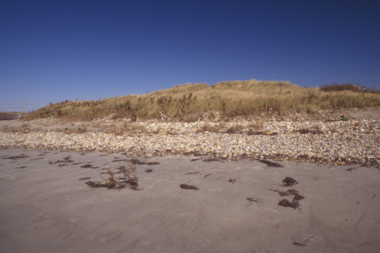 Sand and cobble beach with vegetation covered dune behind