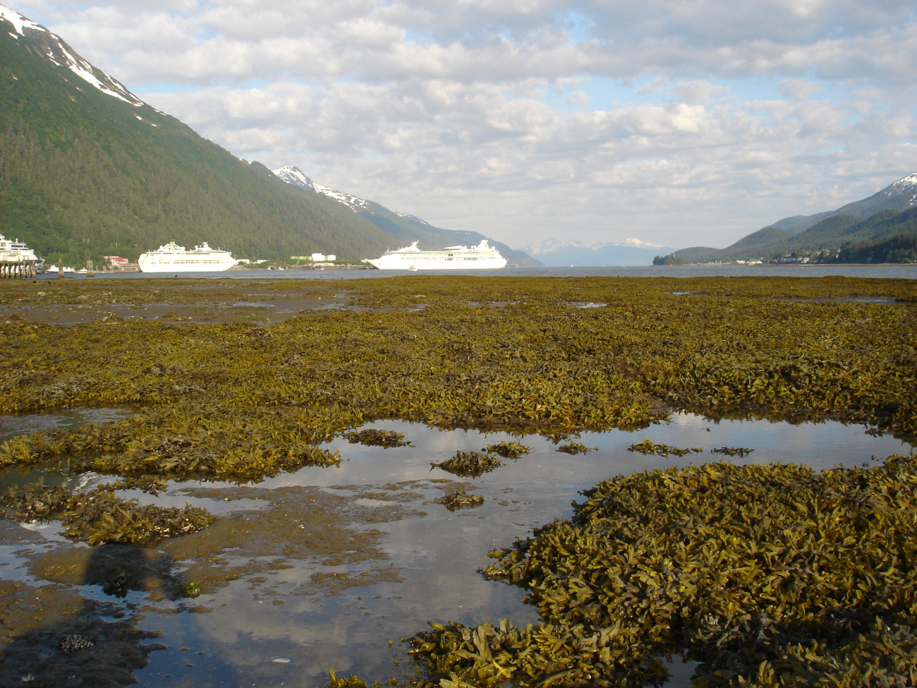 Looking over an algae covered tidal flat at low tide towards the Juneau cruiseship docks