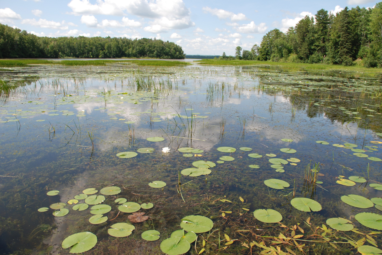 The Pokegama Bay section of the Lake Superior National Estuarine ResearchReserve contains one of the largest municipal forests in the United States