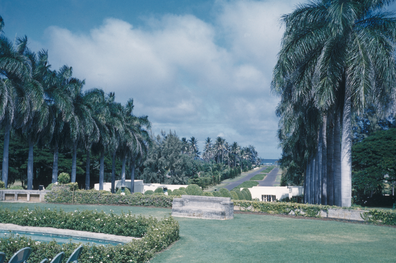 A spectacular avenue of palm trees leading to the sea