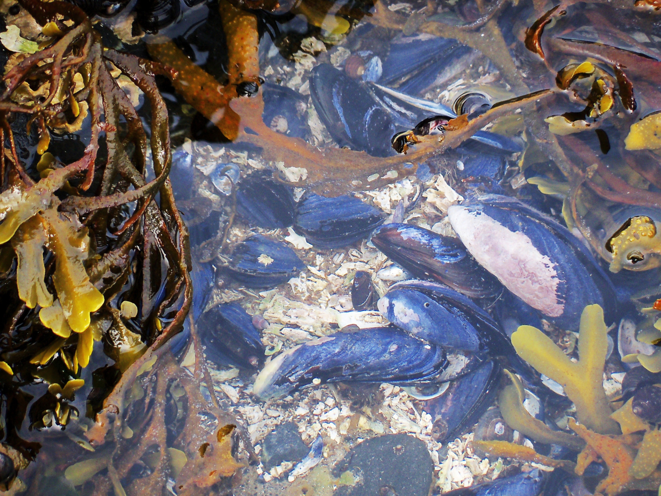 Tide pool at Fort Abercrombie State Park with large mussels, limpets, oliveshells,  and algae