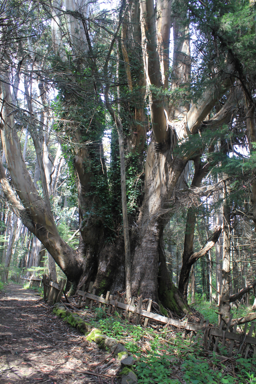 Massive eucalyptus trees near Fort Ross