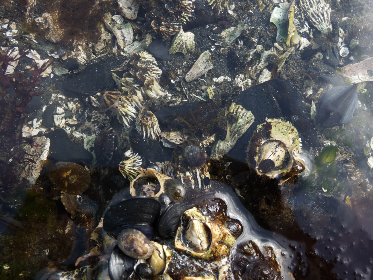 Various types of algae, limpets, at least one gastropod right in the center ofthe image, mussels and barnacles are found in this tide pool