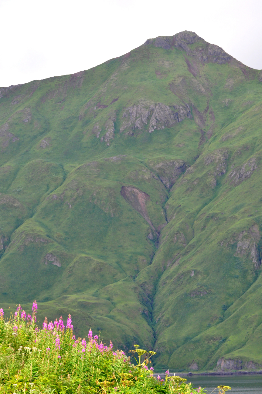 Wildflowers, a hidden bay, and a verdant green mountain side showingwave cut terraces that have been uplifted as a result of tectonic processes